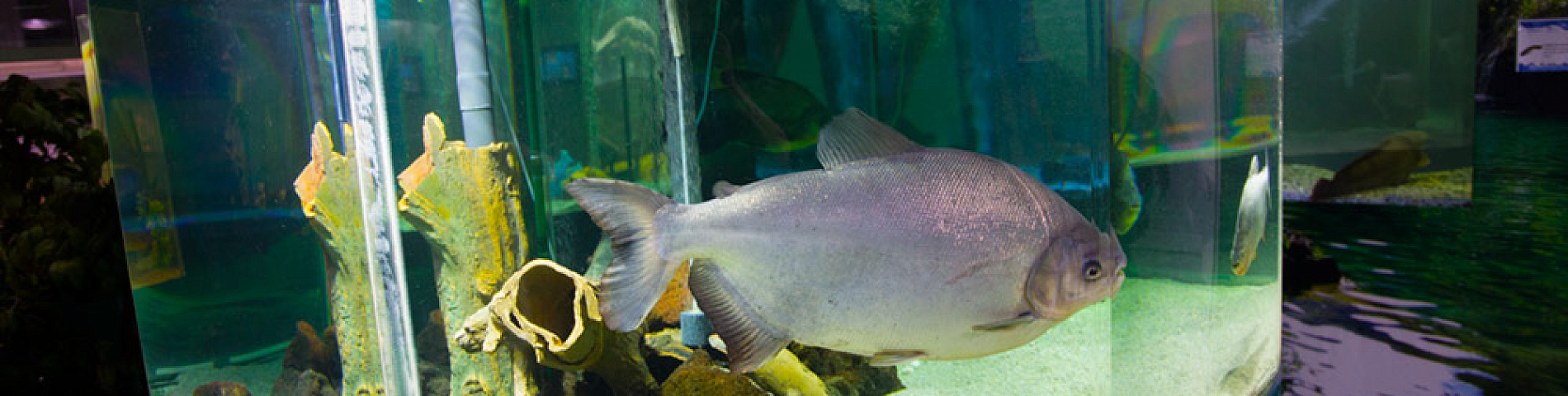 Океанариум в Сочи (Sochi Discovery World Aquarium), фото, обзор, как  добраться | Достопримечательности Адлера